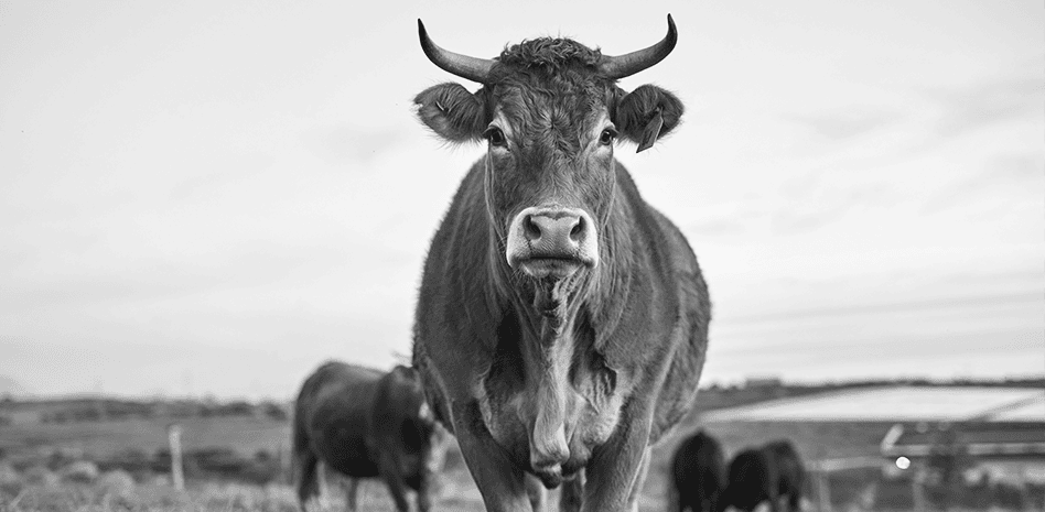 Cyber criminals hit a dairy farm